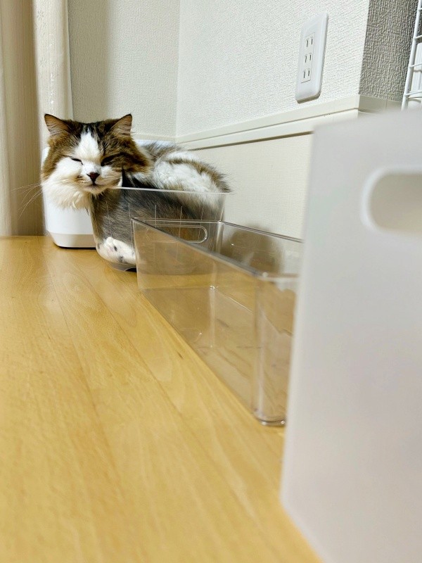 「本日選ばれし箱はこちら」 すっかり落ち着いたこむぎくん（画像提供：なごみ処 あずきち＆こむぎさん）.jpg