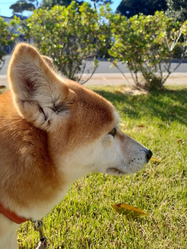 「耳レーダー」ピコピコ！（画像提供：inosemarineさん）