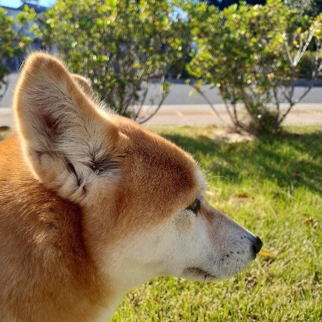 「耳レーダー」ピコピコ！（画像提供：inosemarineさん）