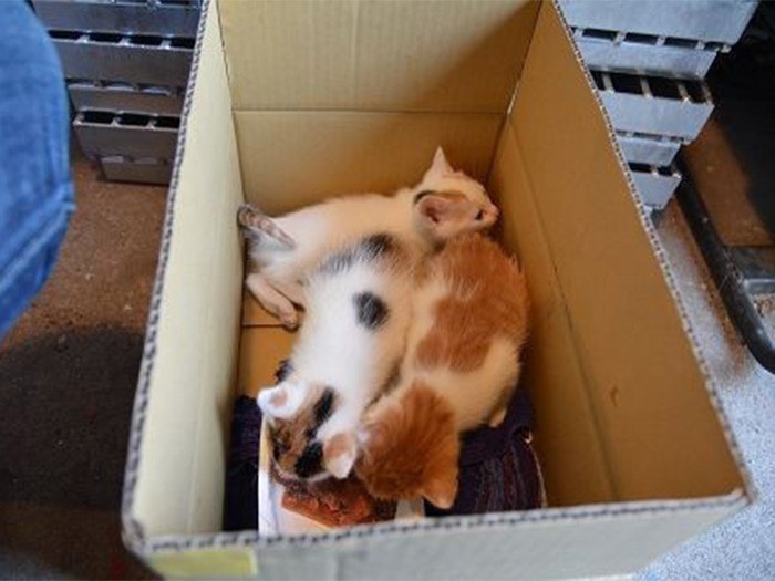 新しい家族との出会いを待つ子猫たち