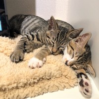 2匹はいつも一緒。遊ぶ時も寝る時も。安心するようです