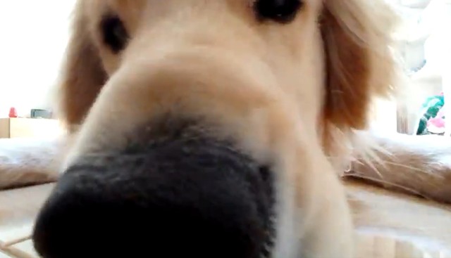 近すぎる・・・（「北関東の鷹ゴールデンレトリバーとの暮らし」さん提供、Xよりキャプチャ撮影）