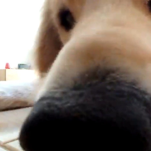 近すぎる・・・（「北関東の鷹ゴールデンレトリバーとの暮らし」さん提供、Xよりキャプチャ撮影）