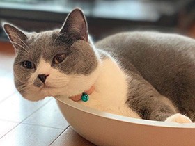 猫鍋でリラックス、ほっぺがブニャ～ッ　ブリショの「たび」