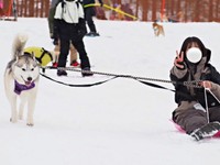 ママと犬ぞりをする珀くん（画像提供：ハスキーの珀くん）