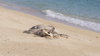 ウミガメの死骸　提供：cubic-tt 坪佐利治