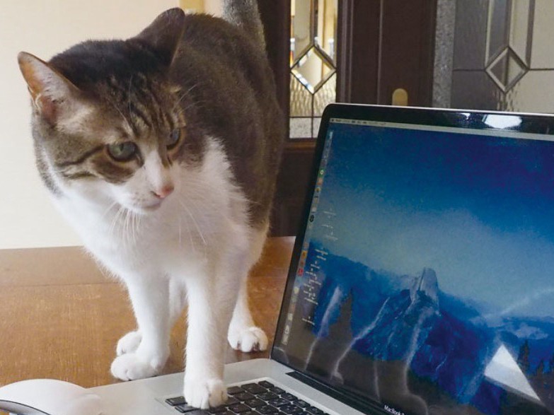 猫好きを認定する「ねこ検定」　初回は4000人受験　内容は？