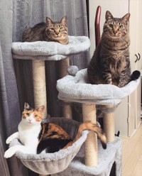 O家の猫さん大集合！上から幸愛ちゃん、福助くん、和海ちゃん