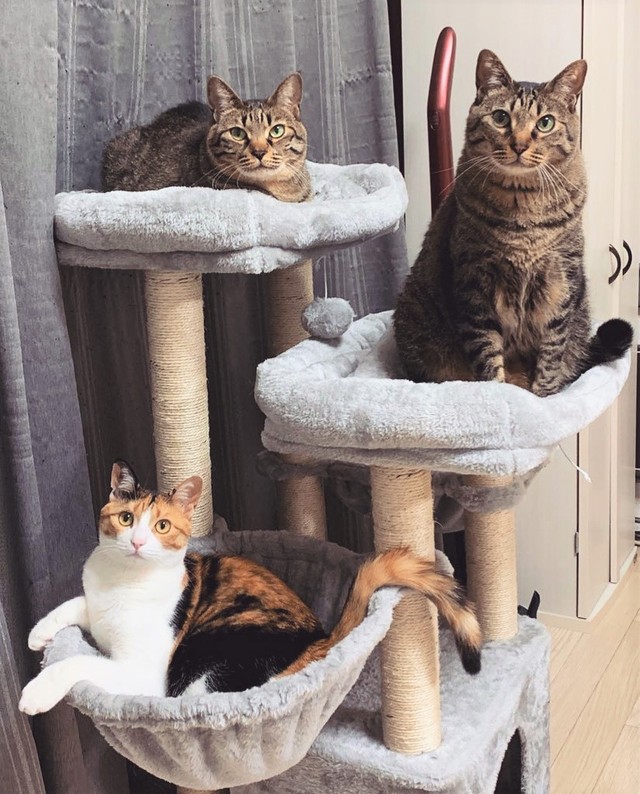 O家の猫さん大集合！上から幸愛ちゃん、福助くん、和海ちゃん