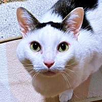 11年前、たったひとりで道路上をさまよっていたしょうたくん（画像提供：きよダブシャインさん）