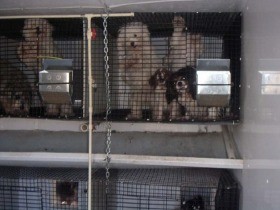 繁殖された犬猫、ペットショップで販売禁止　カリフォルニア州