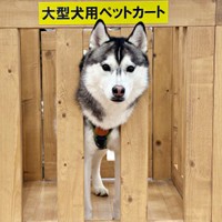 ペットカートから顔をのぞかせるムイちゃん（画像提供：ムイさん）