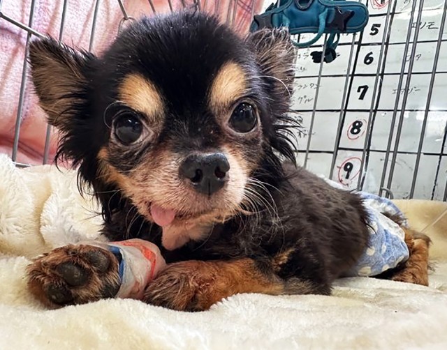 エアにはいくつもの持病・怪我がありました