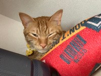 低気圧の日はこんな感じ＝わい猫さん（@wainekoutan）提供
