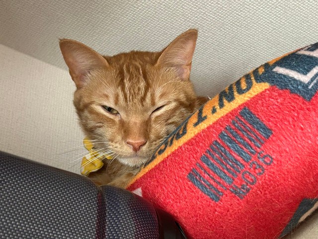 低気圧の日はこんな感じ＝わい猫さん（@wainekoutan）提供
