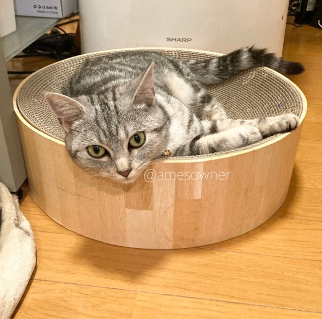 アメリカンショートヘアのあめちゃん