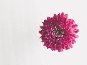 歳を重ね身に着ける機会は減っても、今も昔も堂々と「ピンクが好き」