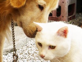 大手ペット店にも「ハーフ猫」「ミックス猫」　市場に変化？