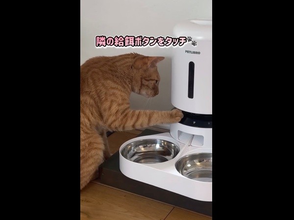 さらに隣の給餌ボタンをタッチするコハク8号くん（画像提供：コハク8号のお店屋さん）