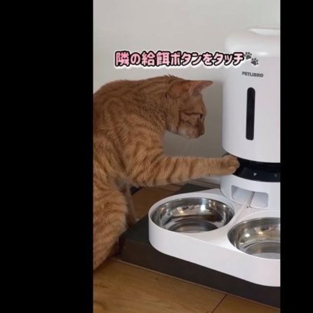 さらに隣の給餌ボタンをタッチするコハク8号くん（画像提供：コハク8号のお店屋さん）