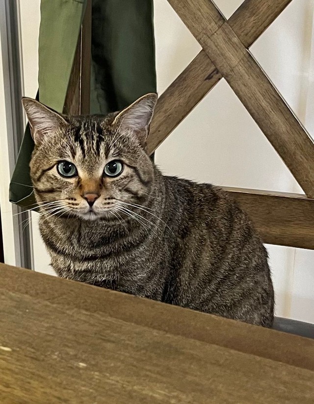 朝のご飯圧＝にゃうこさん（@nia_7053）提供