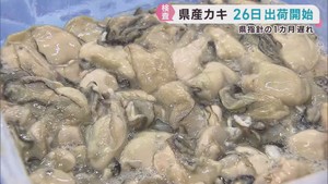 生食用カキ　宮城県は指針より１カ月遅れの１０月２６日に出荷開始