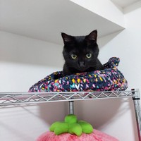 きれい好きの一面も