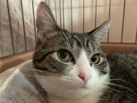 先住猫の死で娘がペットロスに　そっくりな子猫を迷わず迎えた