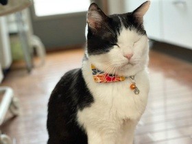 被災地で5年逃げ回り「絶対捕まらない君」と呼ばれた白黒猫「福」　今やスリスリ猫に