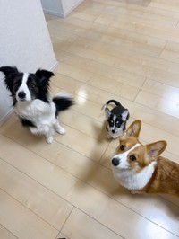 飼い主さんを見上げる（左から）ノアちゃん、サンゴちゃん、ニックくん（画像提供：紫月さん）