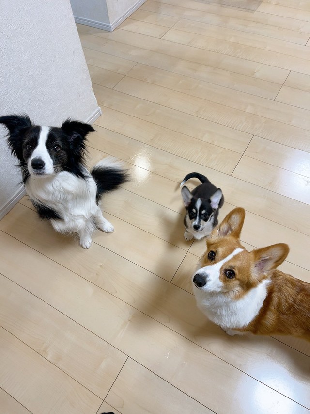 飼い主さんを見上げる（左から）ノアちゃん、サンゴちゃん、ニックくん（画像提供：紫月さん）