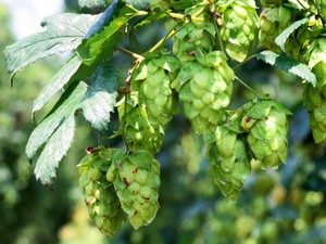 ビール競争、舞台は新ホップの開発…独自の風味や香り求めて　IPAの流行がきっかけ