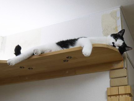 広さ？　日当たり？　環境は？　ペットが喜ぶ賃貸選びのポイント