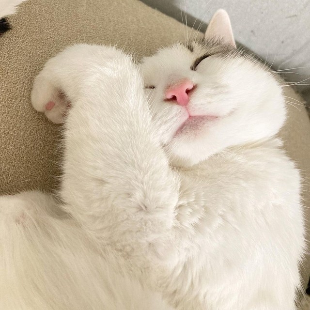 幸せそうな寝顔のきゅうちゃん