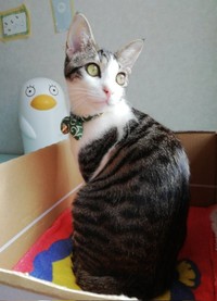 大きなおめめがキュートなゴローちゃん（画像提供：KIYOKOさん）