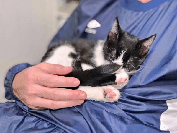 お腹の上ですやすやと眠るこはるちゃん（画像提供：T&A&Fさん）