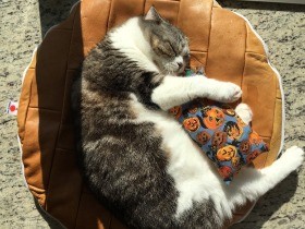 ほどよくフカフカ、日なたでお昼寝　ミツバを射止めたクッション