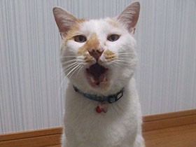 トカゲを捕まえるのが得意だよ　ビビリな雑種猫の「しらす」