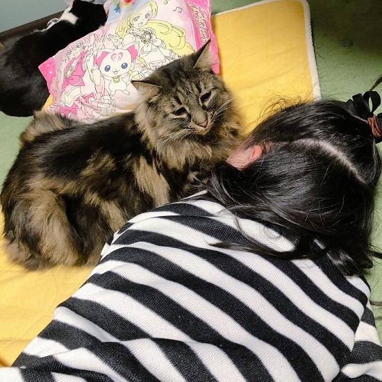 娘のさくらちゃんと添い寝するモフモフ新兵衛（夏子さん提供）