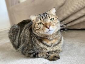 sippo(シッポ)|犬・猫との幸せな暮らしのためのペット情報サイト sippo(シッポ)|犬・猫との幸せな暮らしのためのペット情報サイト