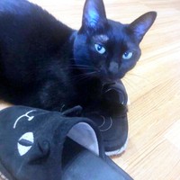 スリッパの上に乗る小梅ちゃん（画像提供：千代蔵さん）