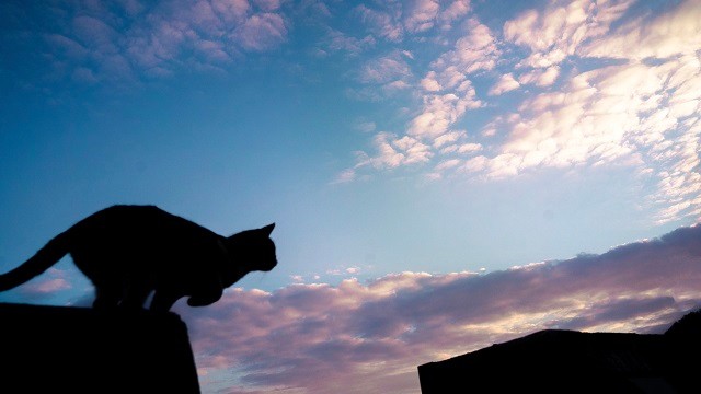 これぞ、リアルPUMA！…月をバックにジャンプする猫の写真が「奇跡の一