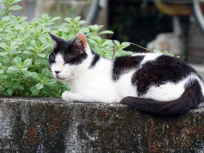 奄美大島の中心街にいたTNR済みの猫（ノネコではありません）