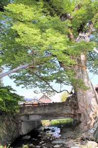 丹波市柏原町柏原の木の根橋