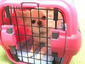 玄関チャイムに過剰に吠える犬　クレート使って訓練