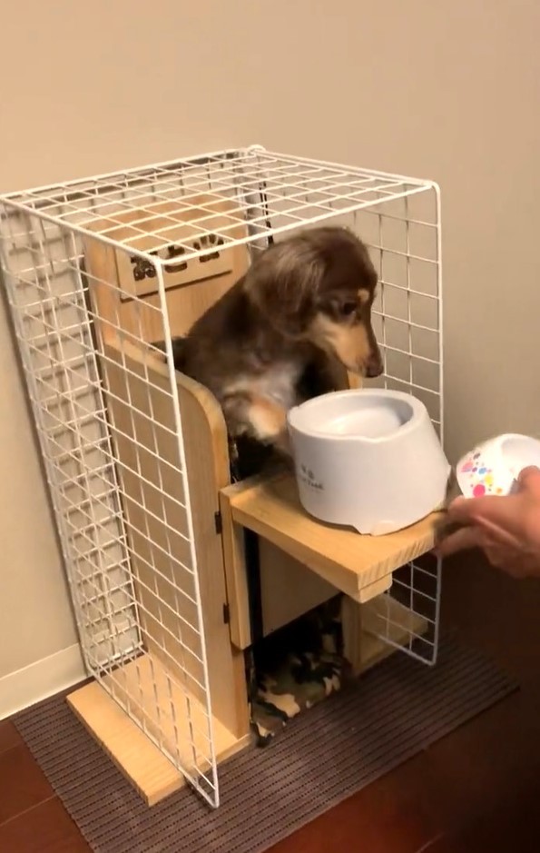 いただきまーす」先天性「巨大食道症」の犬 立ってご飯を食べる専用 
