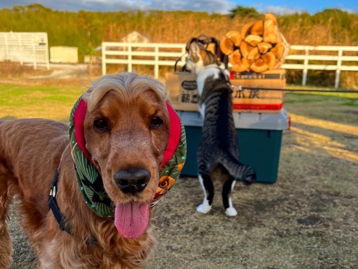 キャンプを楽しむコーダとうしろでフィーユはなにやら物色中