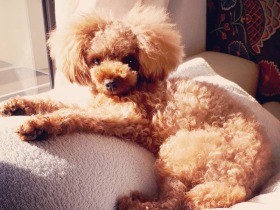 おねえさん犬の耳掃除が日課なの　献身的なトイプー「ショコラ」