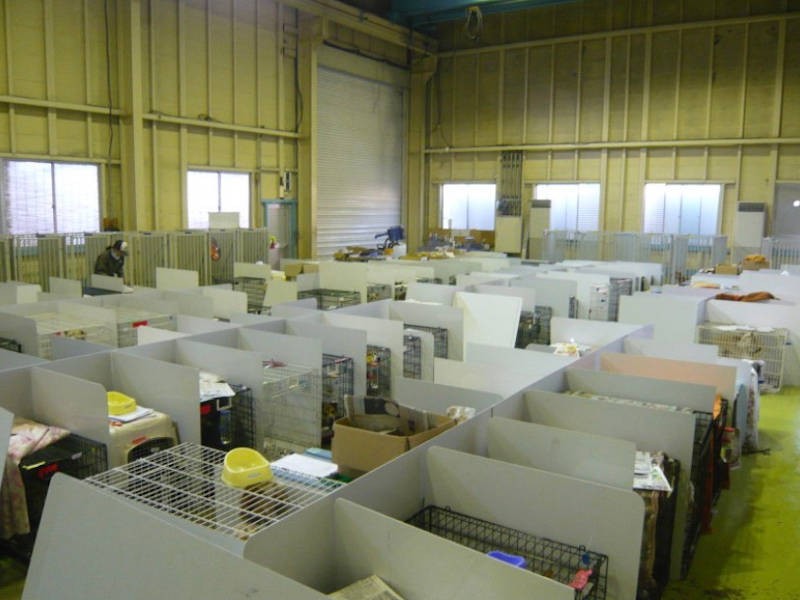 空調や衛生管理もしっかりしていたという第一シェルターの犬舎。当時150匹以上の犬を収容していたそう