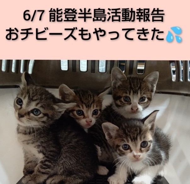 能登半島地震から1年半…今も取り残された猫たちをレスキュー（「ののいち にゃんこのおうち」さん提供、Instagramよりキャプチャ撮影）